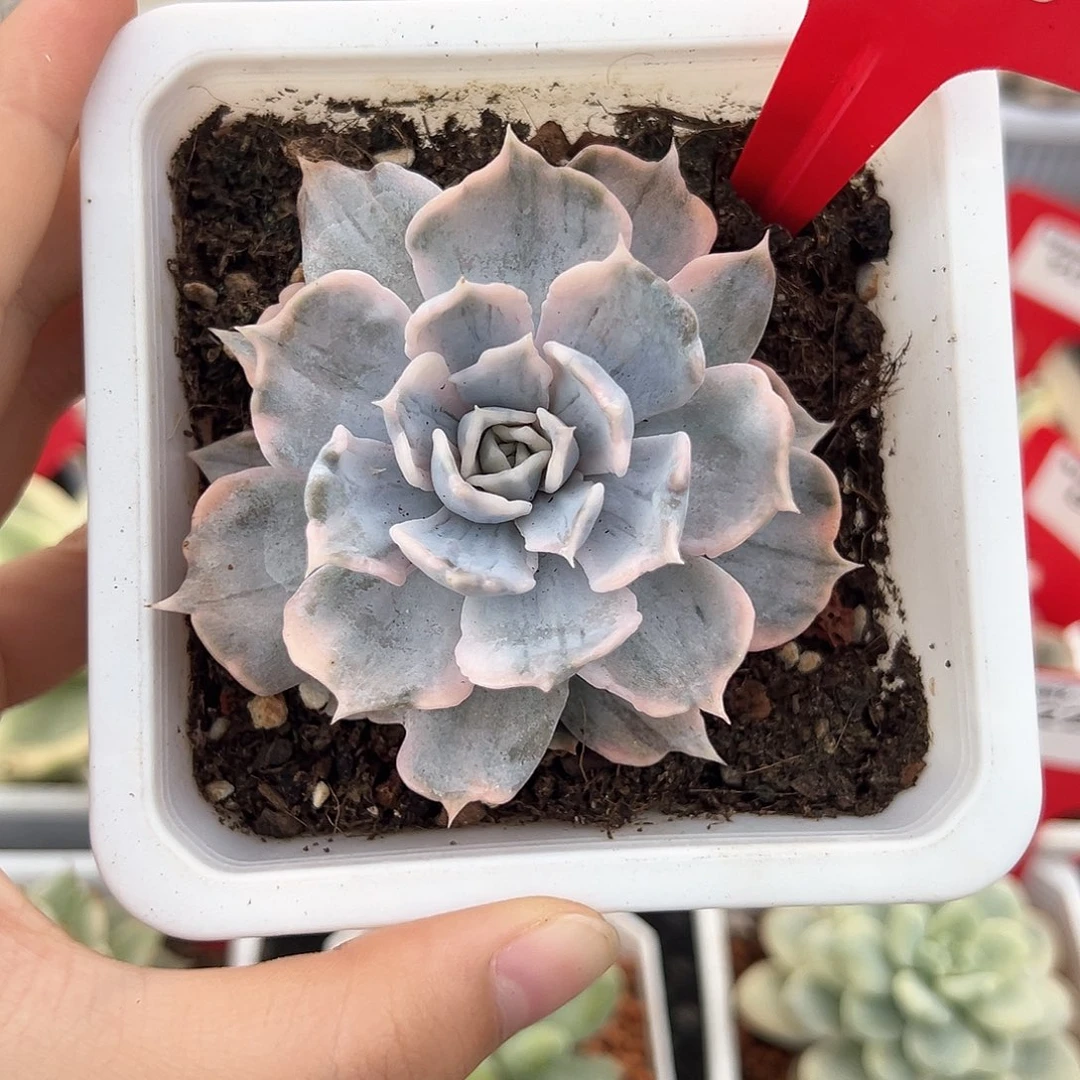 93号丽娜莲锦多肉植物