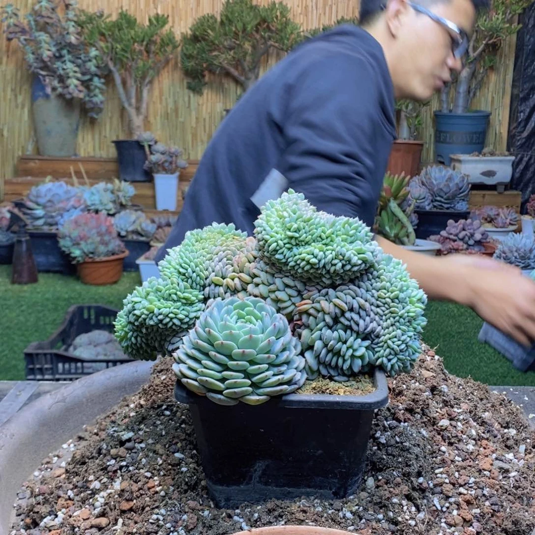 ?****aC8 号白胖子多肉