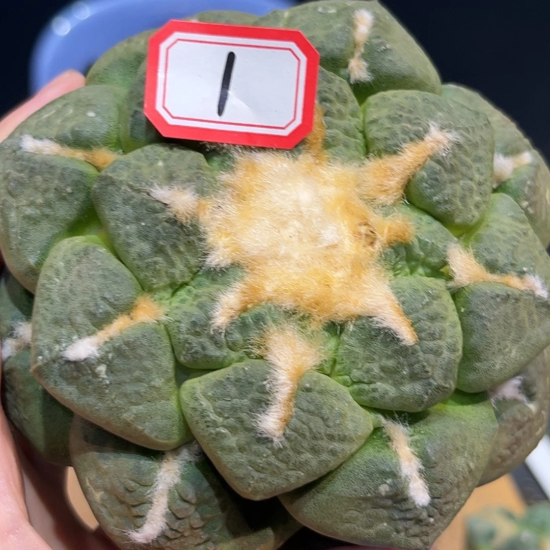 1号11cm萝卜根大连山牡丹
