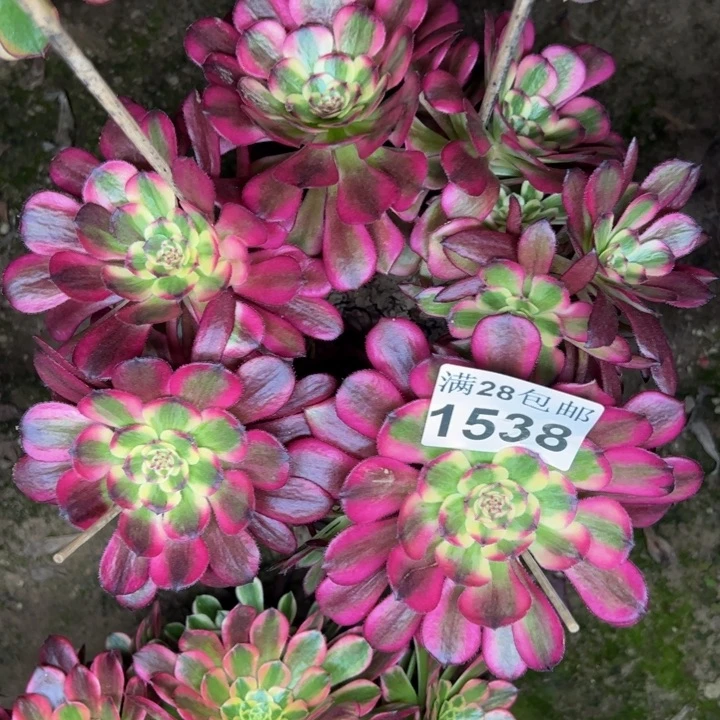 1538舞天姬多肉植物