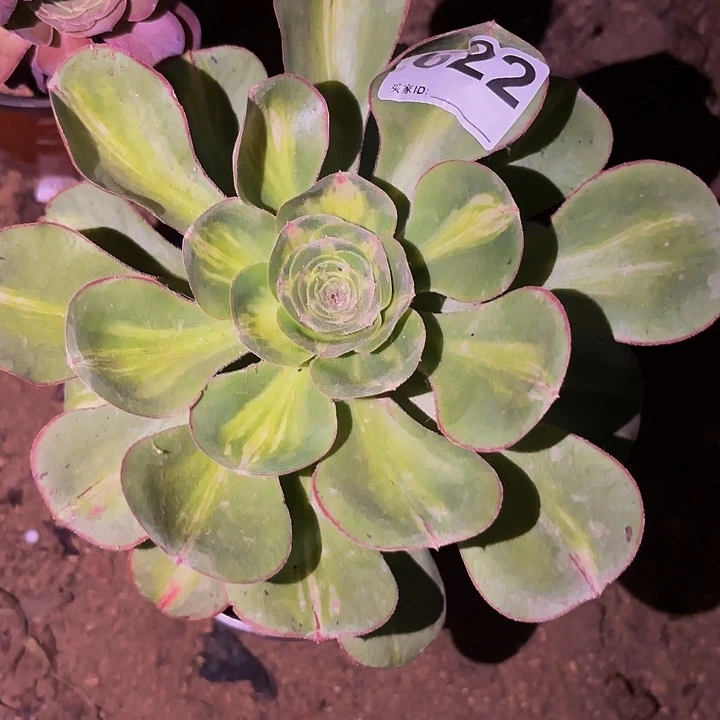 622燕姿超白中班多肉植物