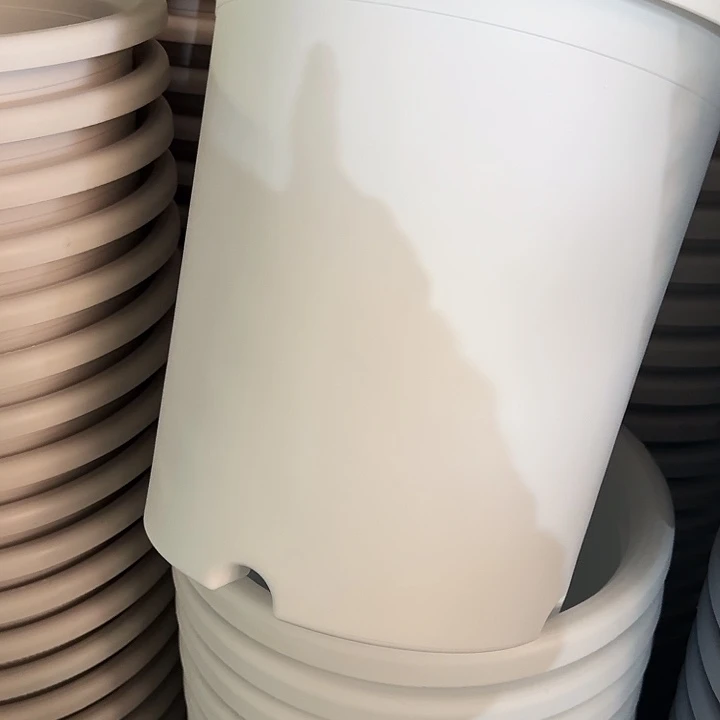 四季7号纯白无托6个特价微瑕