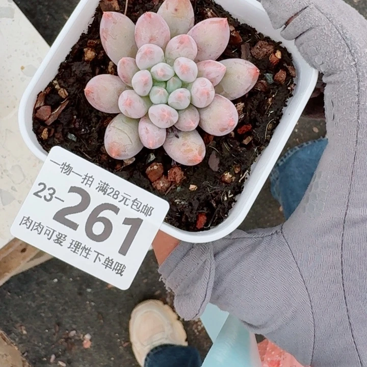 所罗门多肉无盆土发货
