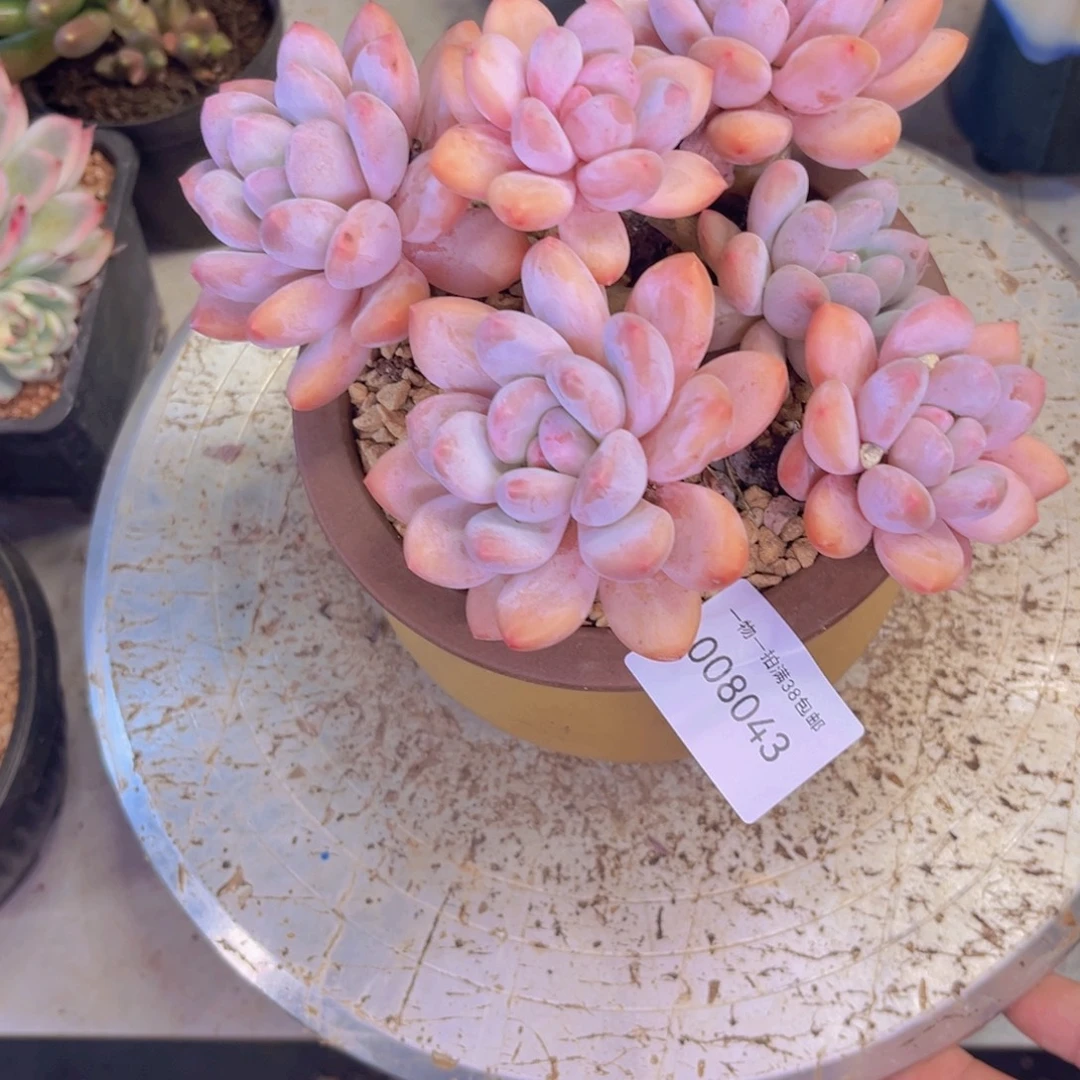 小****多肉一物一拍8043