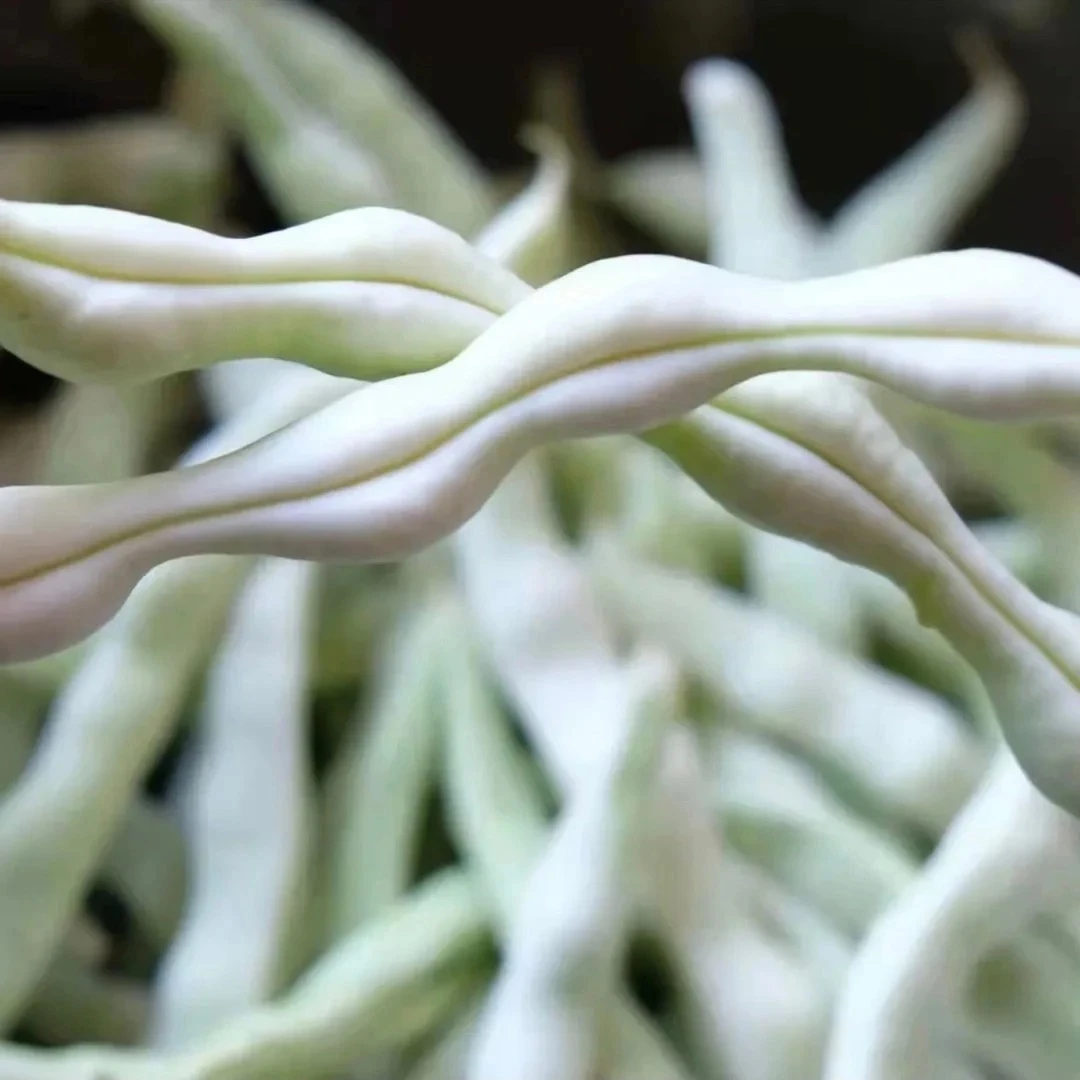 【明月果蔬】新鲜白不老豆角三斤