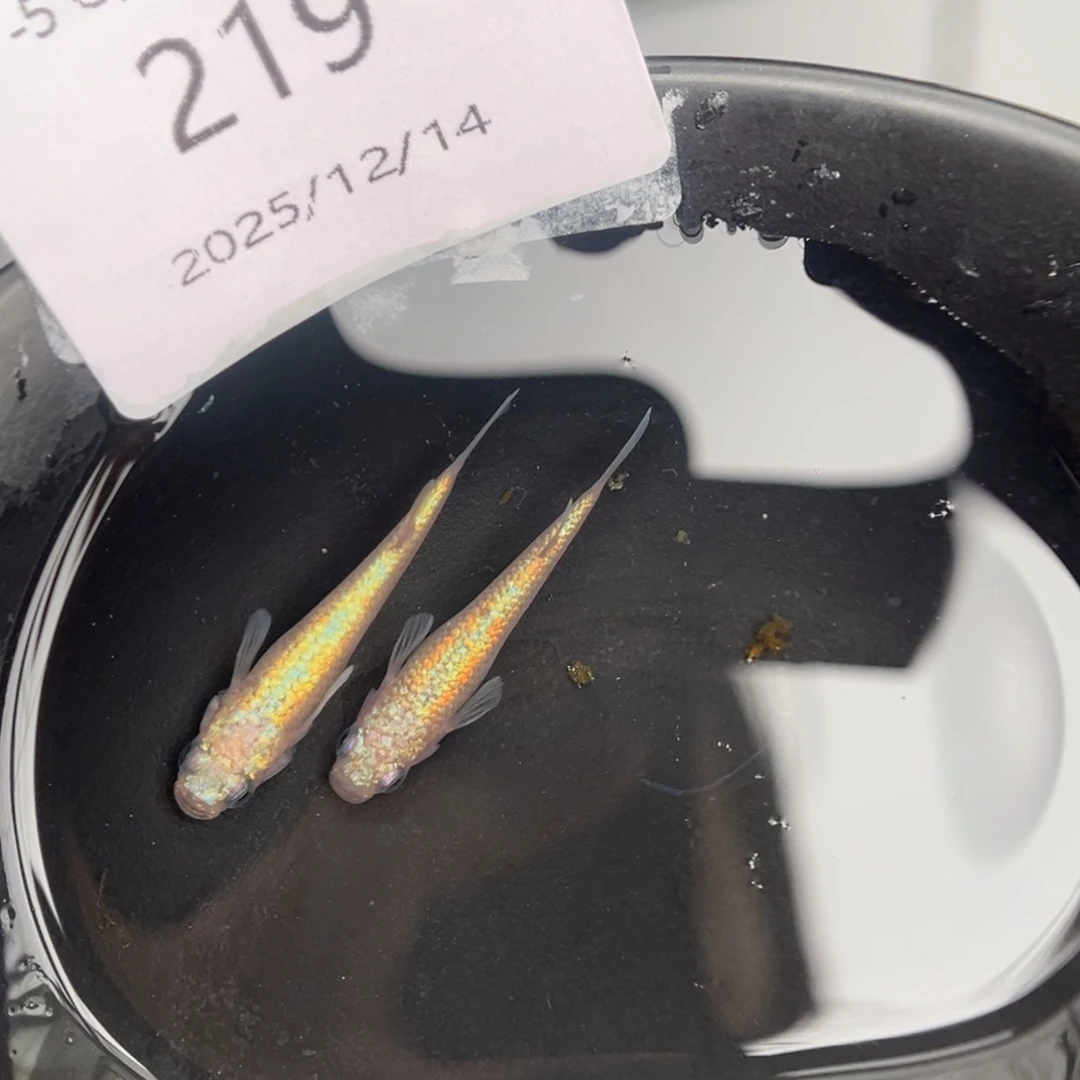 青鳉鱼219粉海王星一对