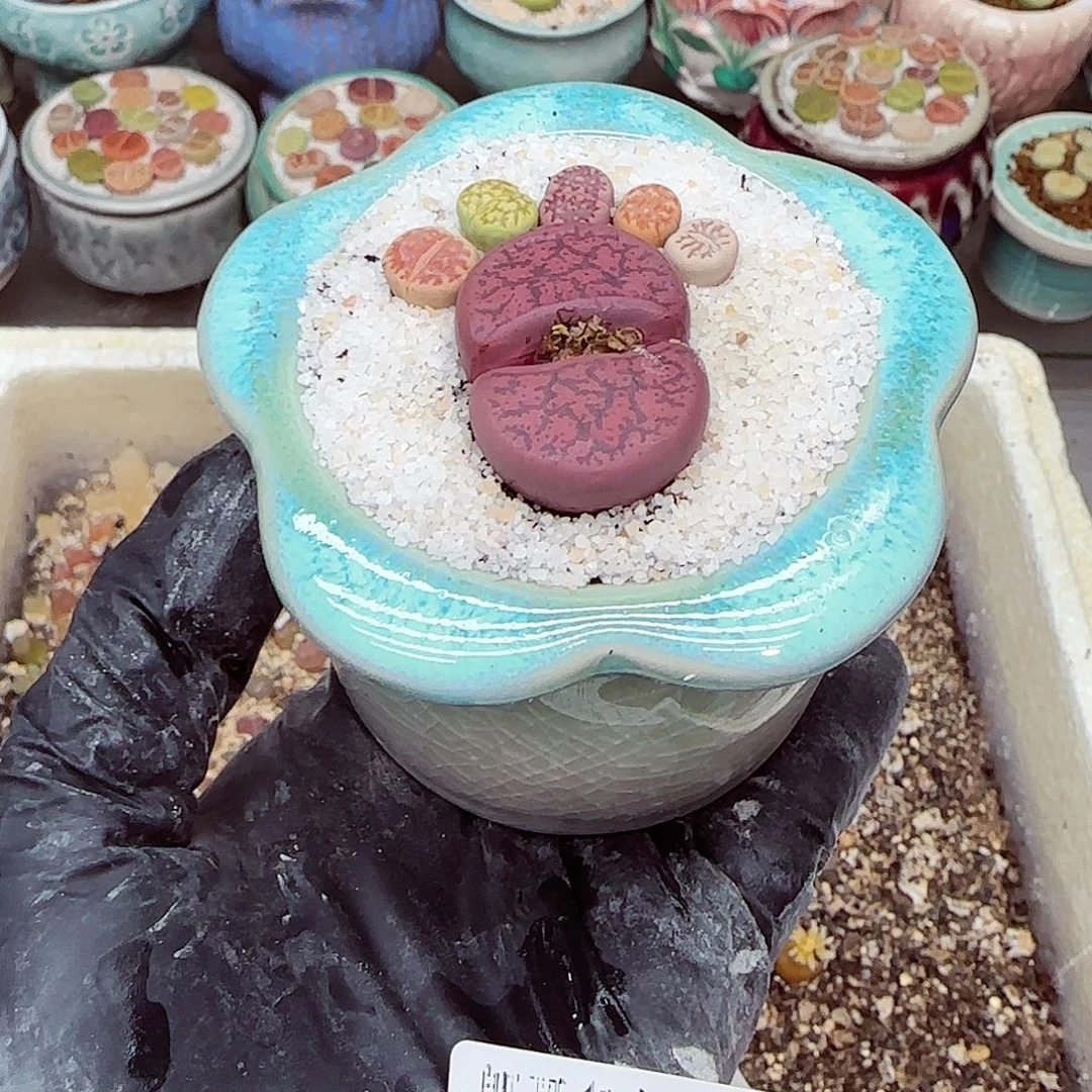 生石花满18包邮1205-10