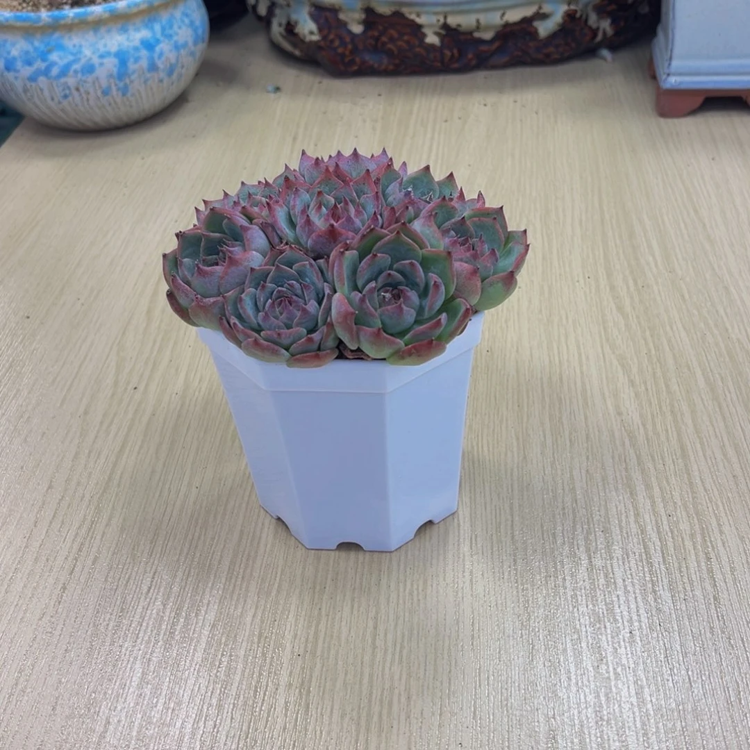 水蜜桃八颗送八角盆土