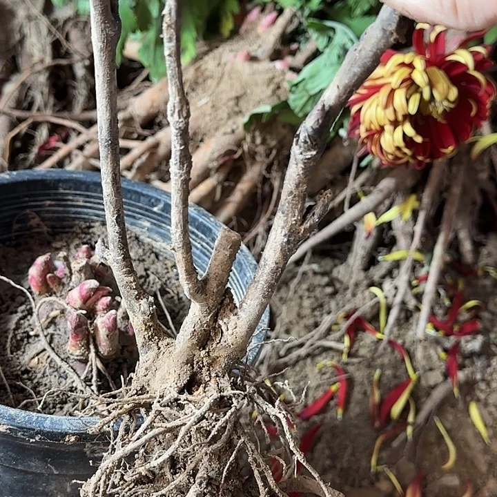 完全开放小*馆爱丽丝