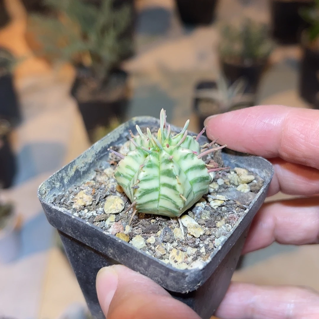 斑马锦仙人球一物一拍