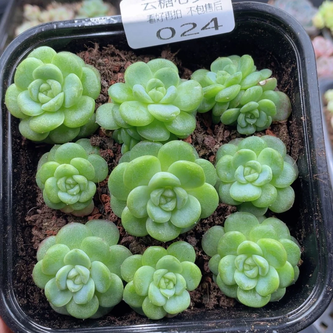 云糖心多肉植物24