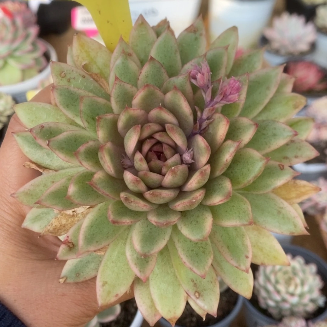 266赤水晶锦锦锦锦锦