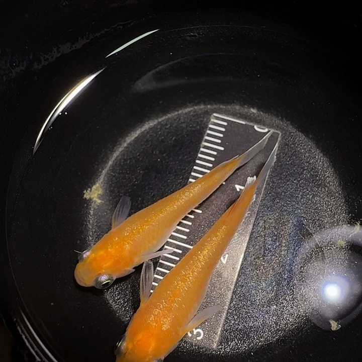 青鳉鱼一物一拍356