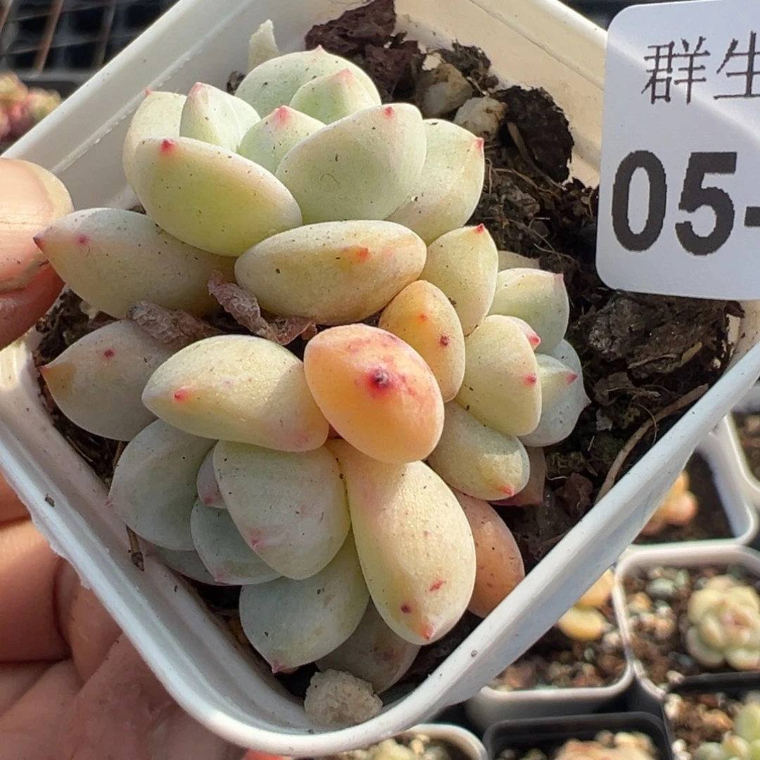 小卡拉米糖心一物一拍5-85