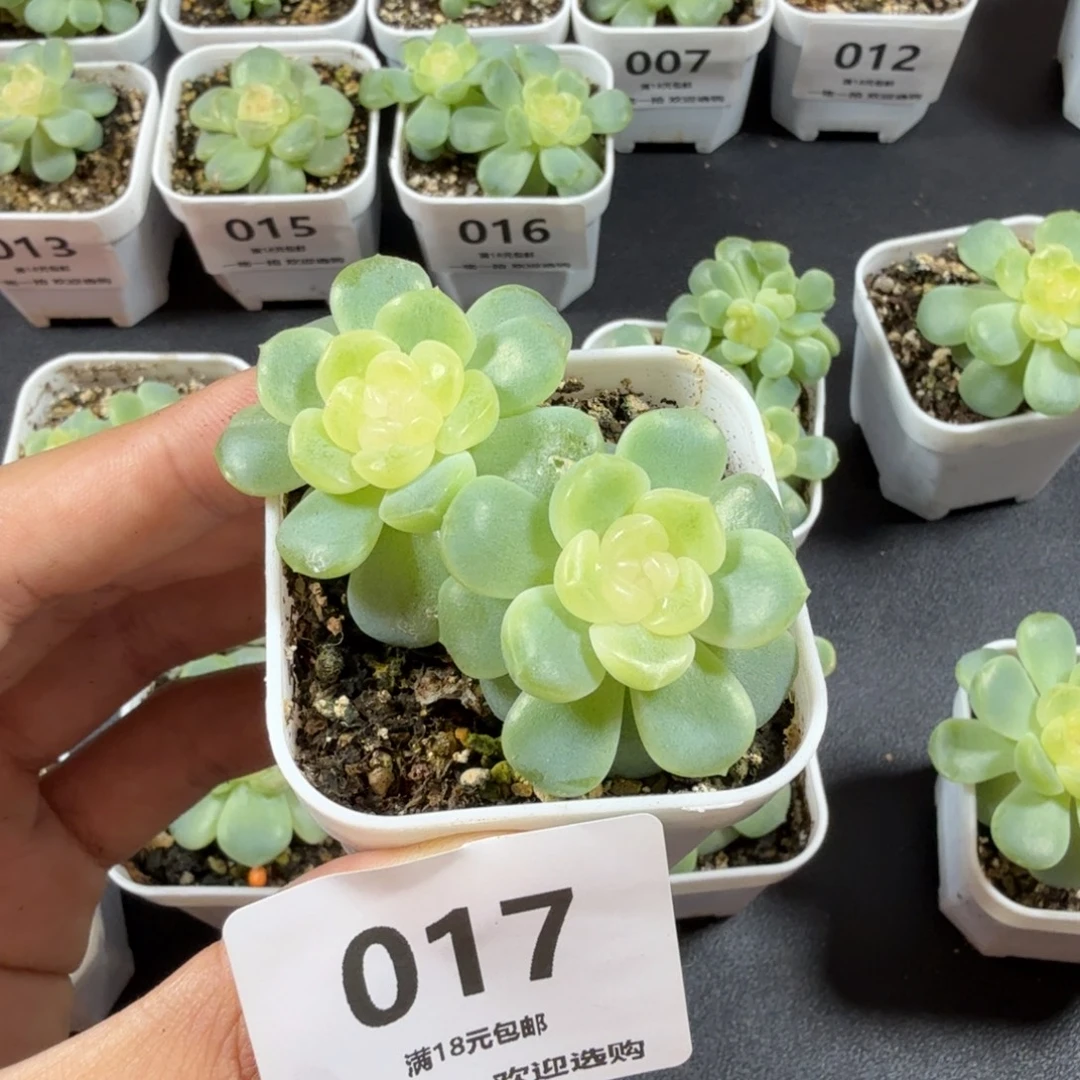 心***橙双头无尽灯一物一拍017