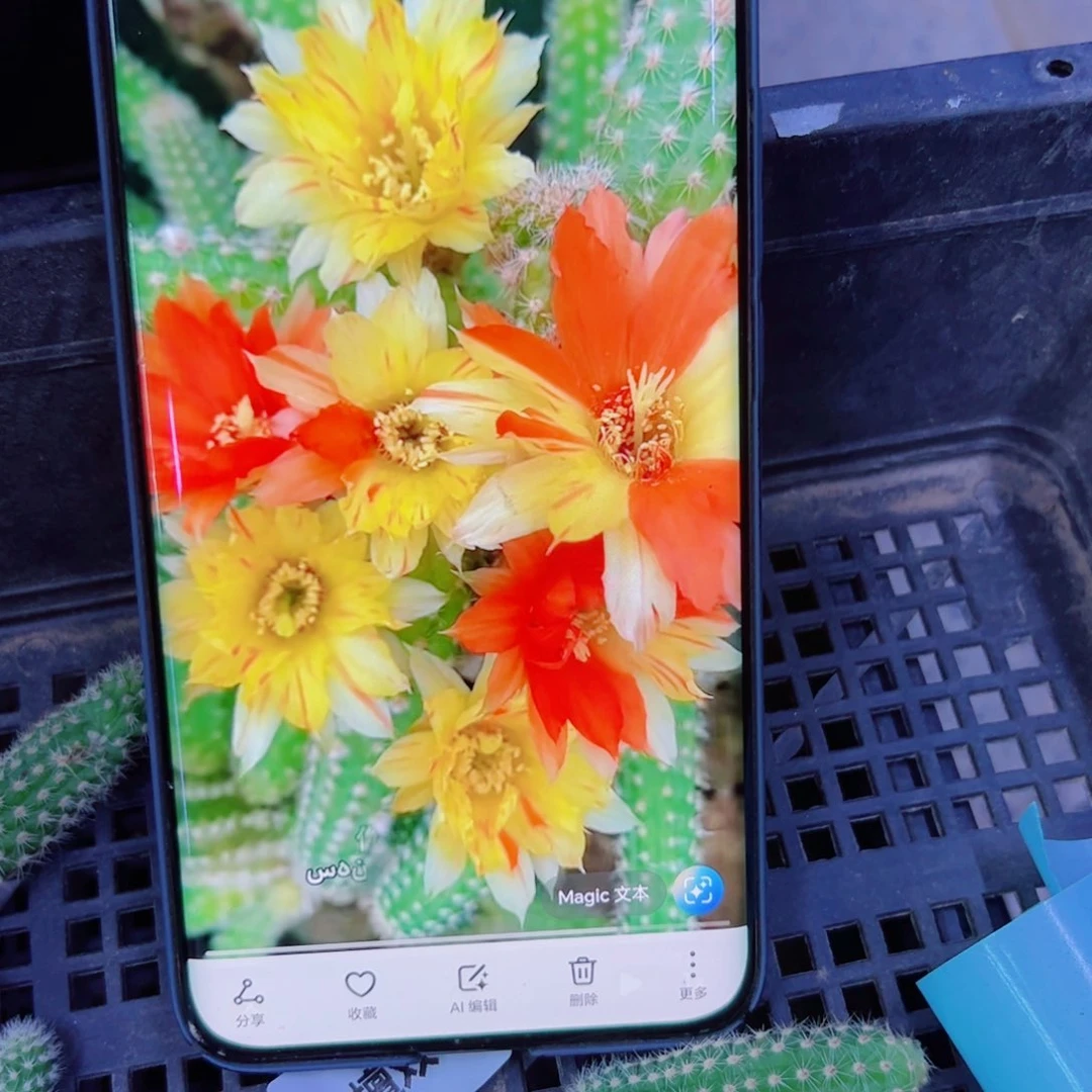 下53白檀双色3个无根小侧芽20包邮