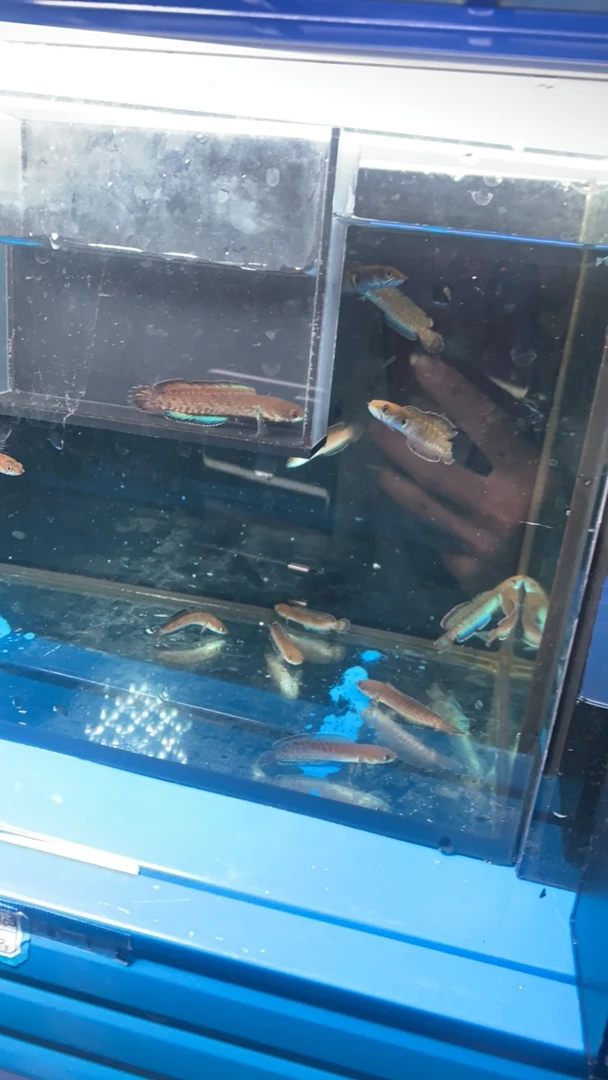 雷龙鱼奶茶雷龙一物一拍