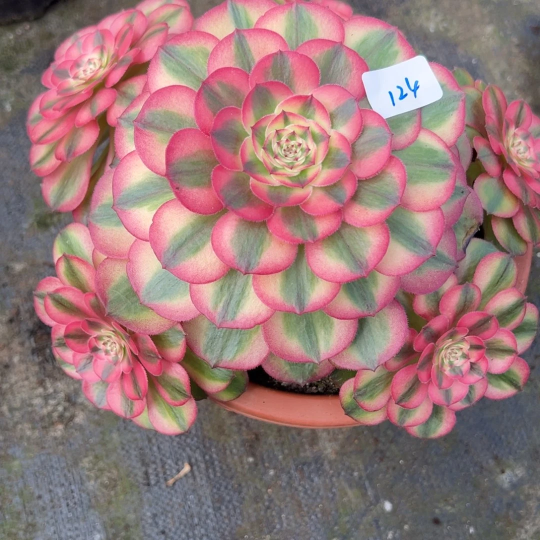 124荔枝多肉植物一紫