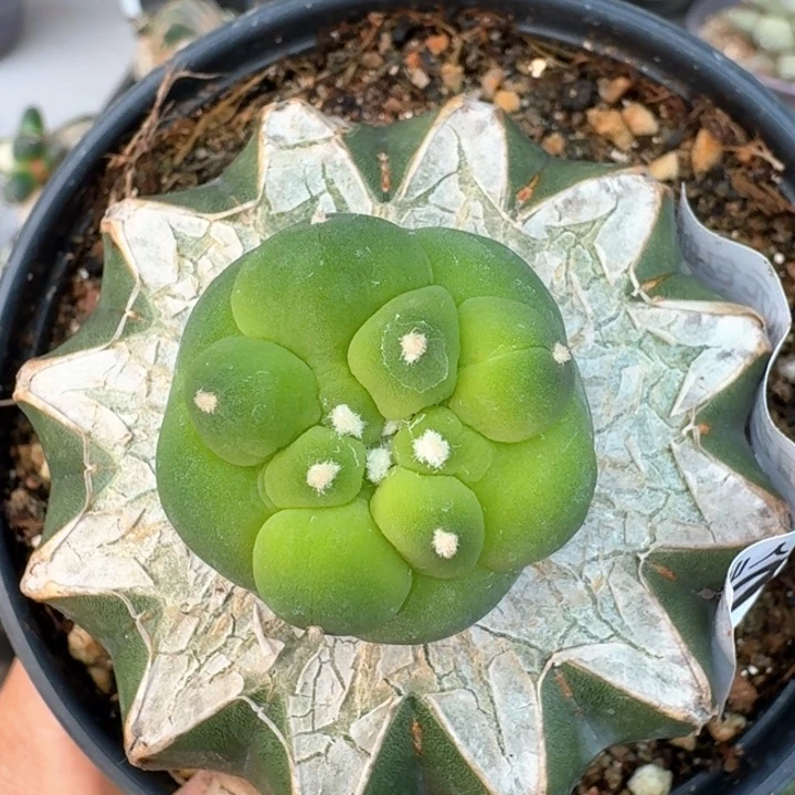 716苗接五棱大皱油仙苗