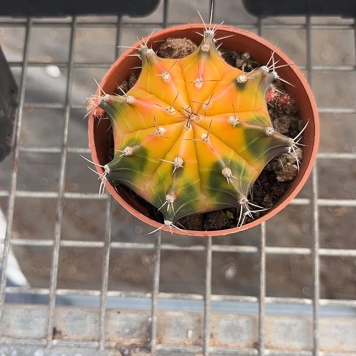 高***か我也不知道我为什么要这样