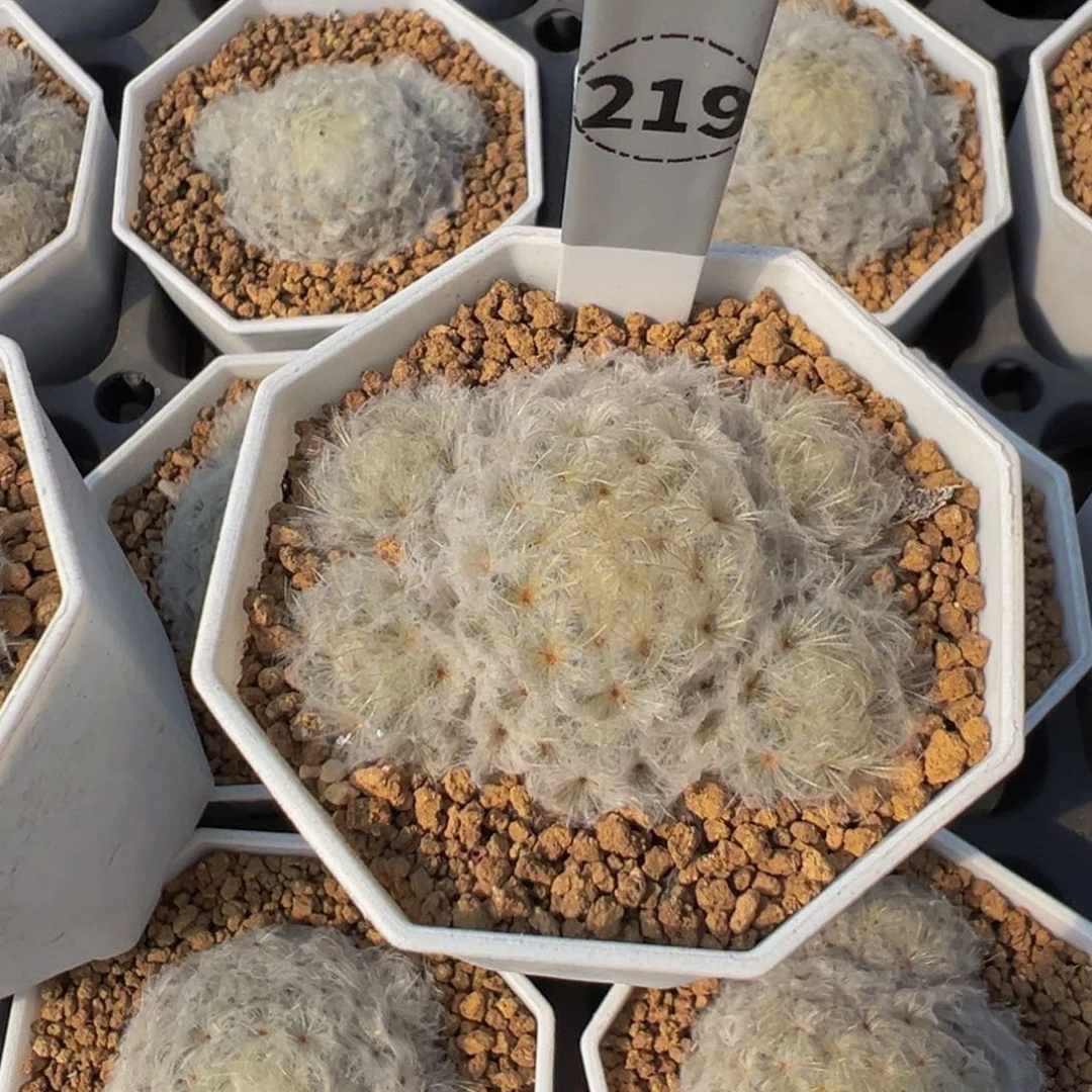 219实生根白星多肉植物带盆土