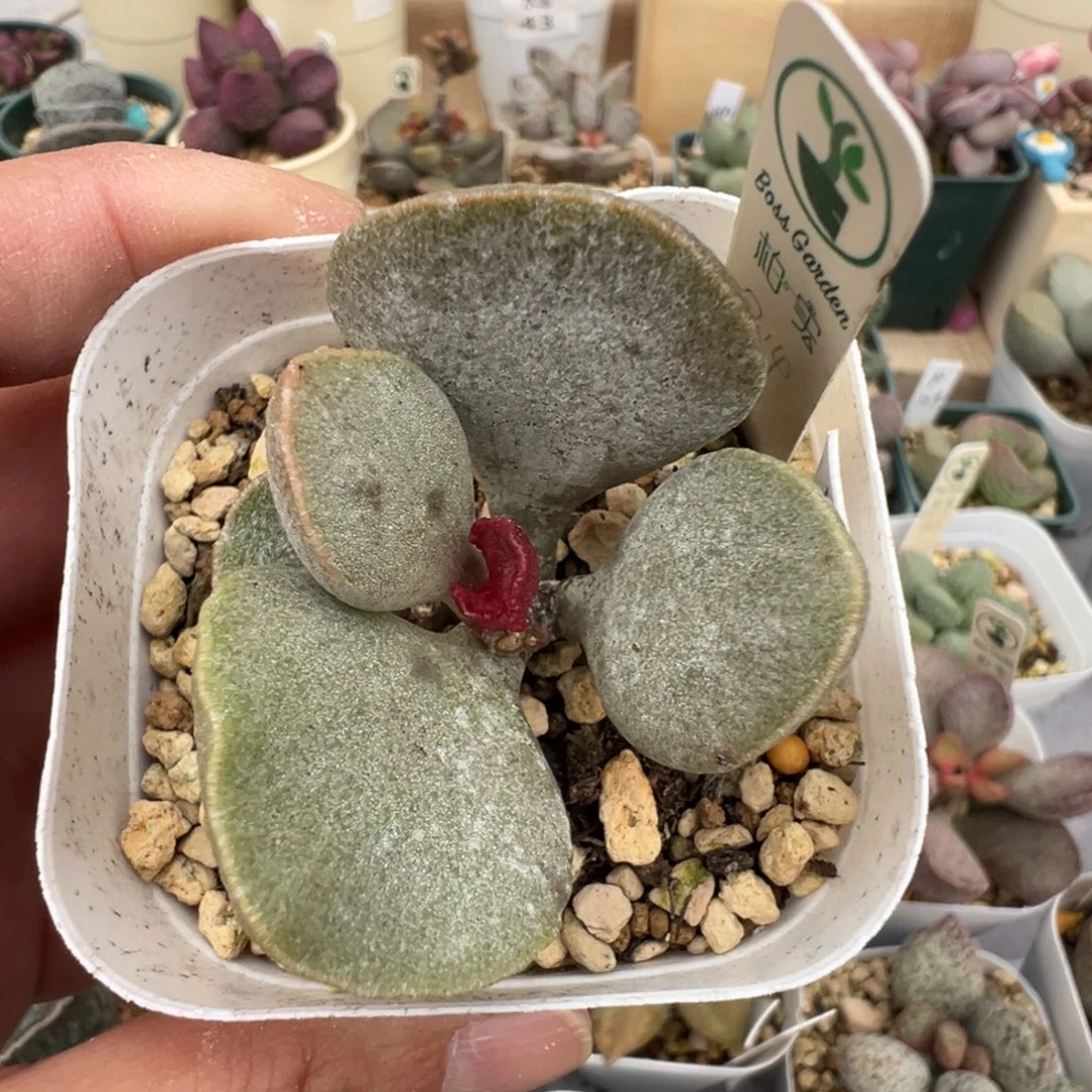 160 号好看的水泡冲冲冲