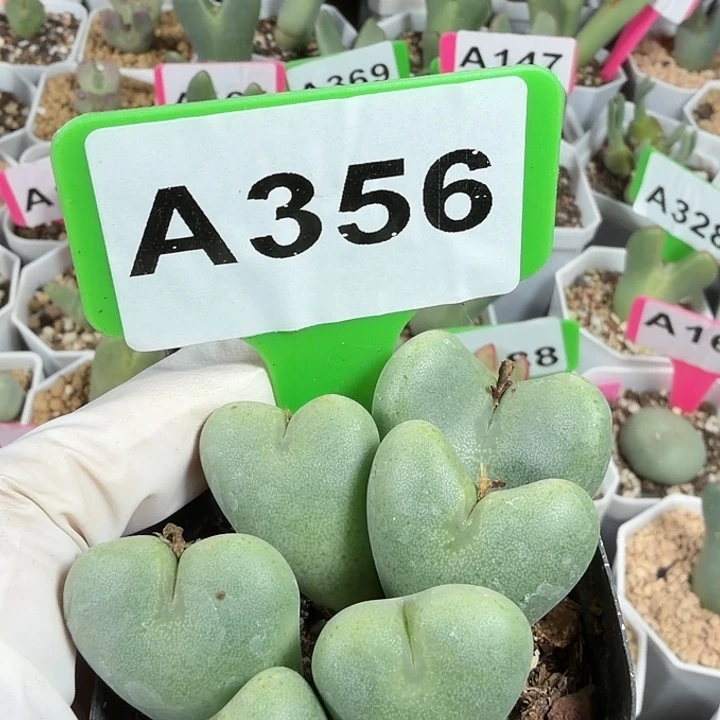 小***子356mmmnnnnnmnnnnnnnnnn