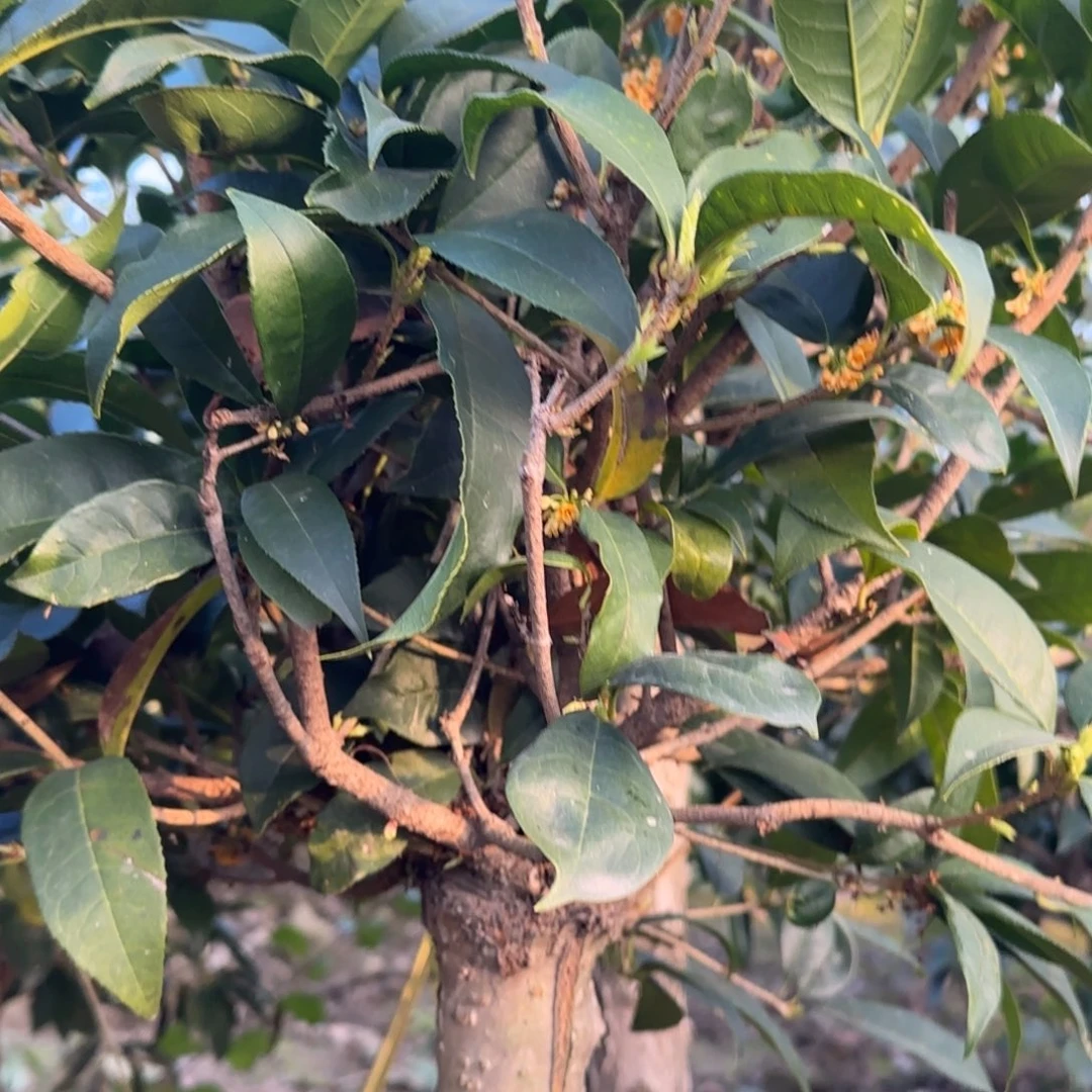 小***艺无花朵桂花。四季桂系列