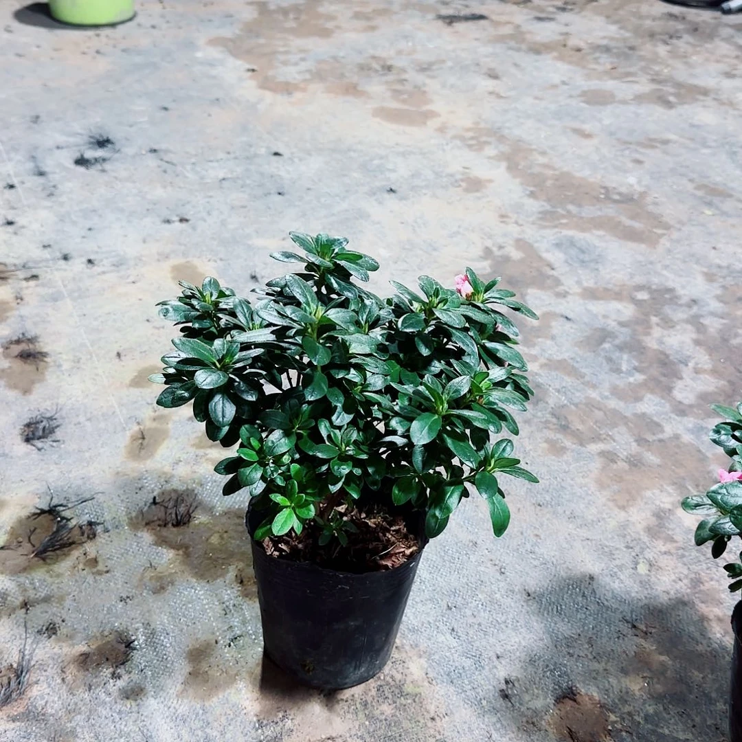 当前无花栽培后可以开花*️****五宝喷砂1515
