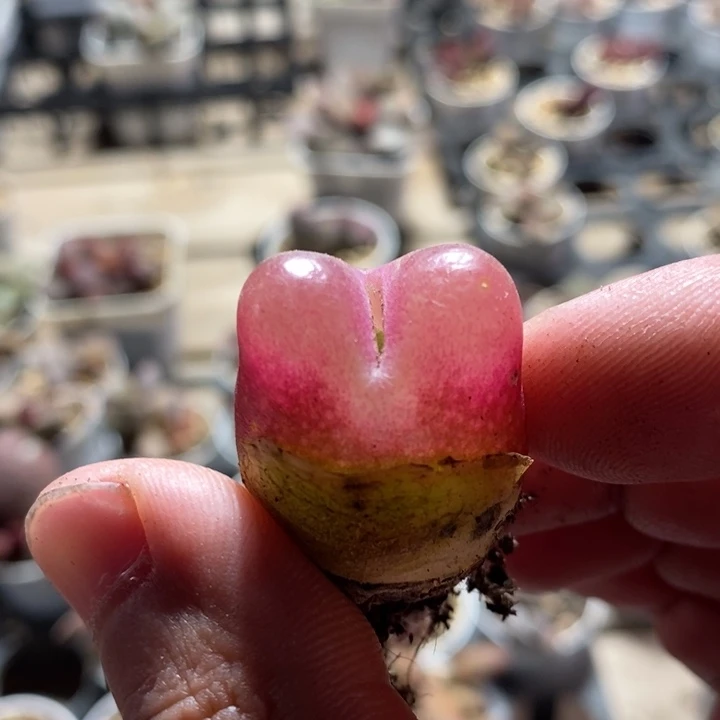 18158一个一个一个