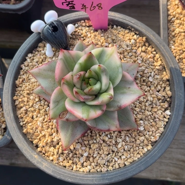 该影111111111111