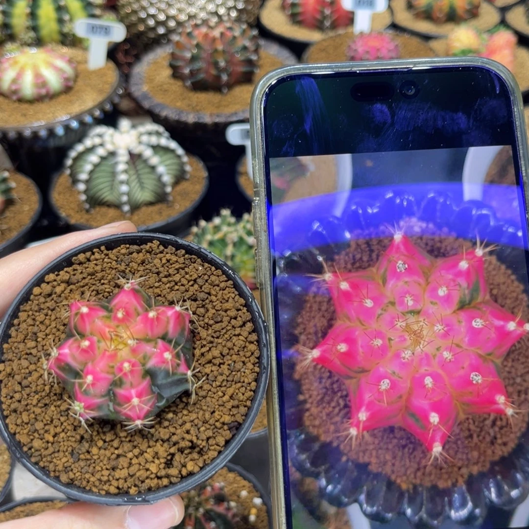 3.9cm泰系名品侧芽