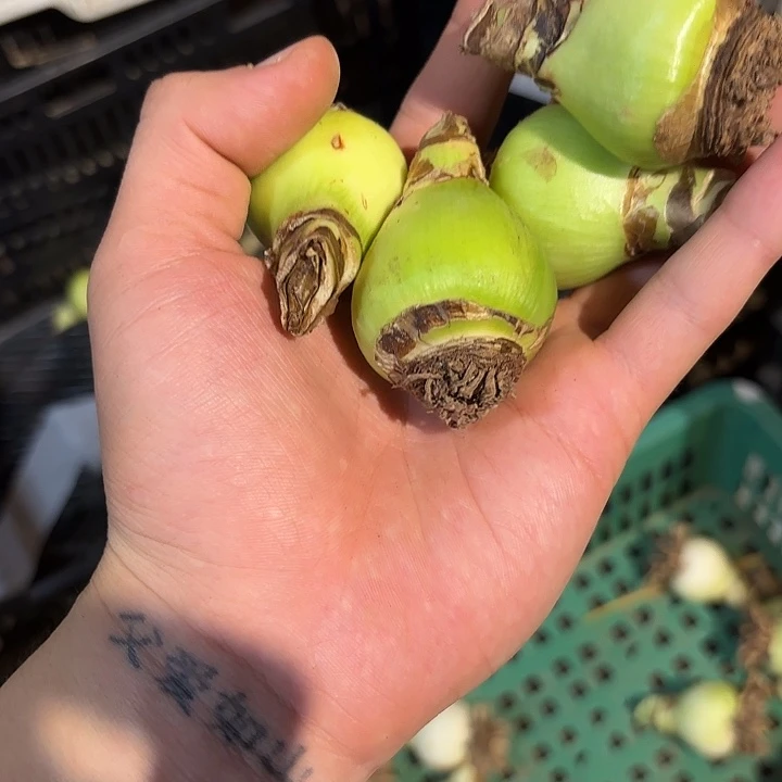 完全开放2.5-3.5买买买