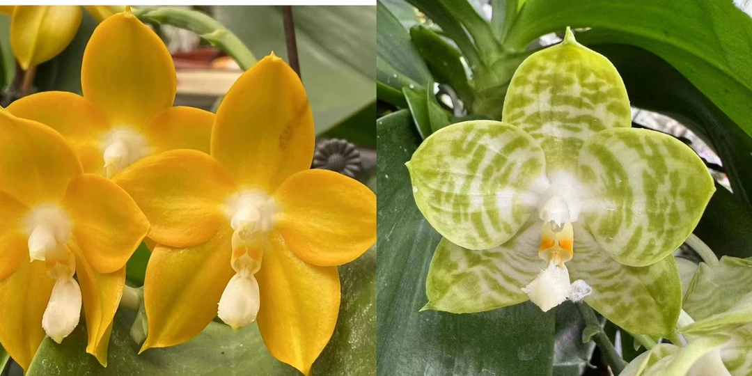 4寸 金色国度交白虎-抽梗苗 【叶瑕、有老化根】原生趣味兰带香