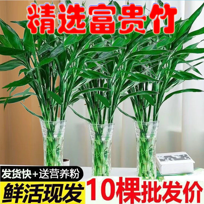 基地精选富贵竹水培植物室内客厅净化空气易养活绿植绿植盆栽鲜花