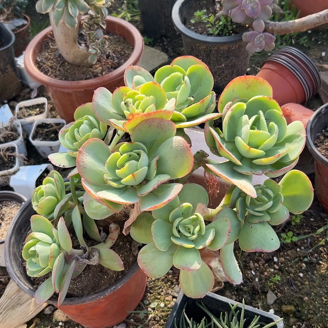 多肉植物有砍碧桃