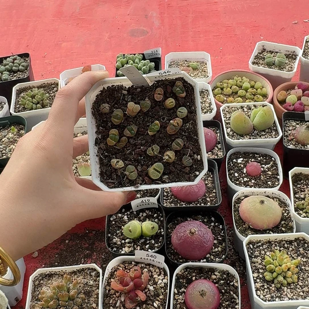 棒*冰老马生石花粉樱546