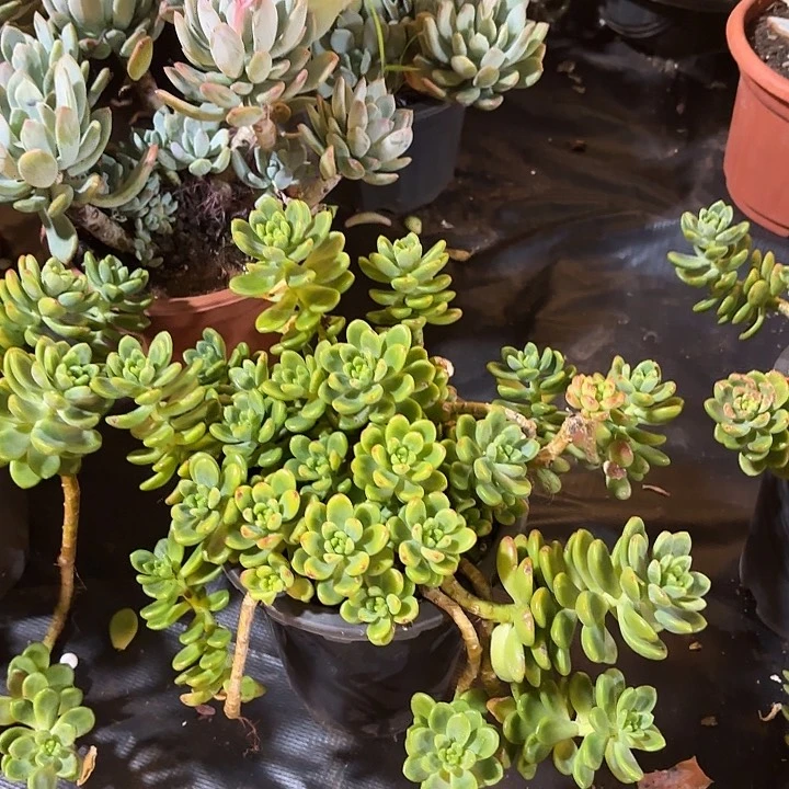 香格里拉。  23。