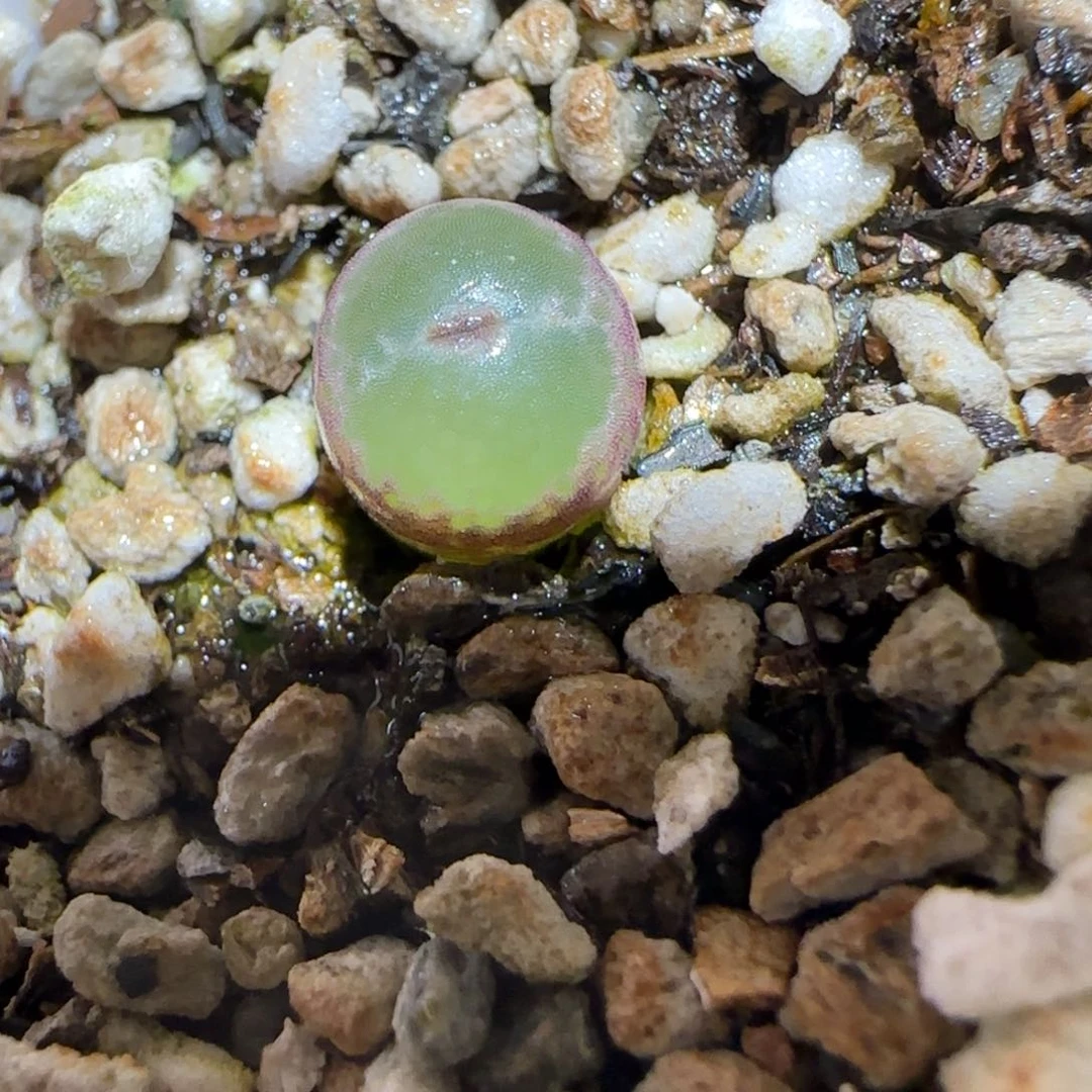 肉锥多肉植物百科-安格86