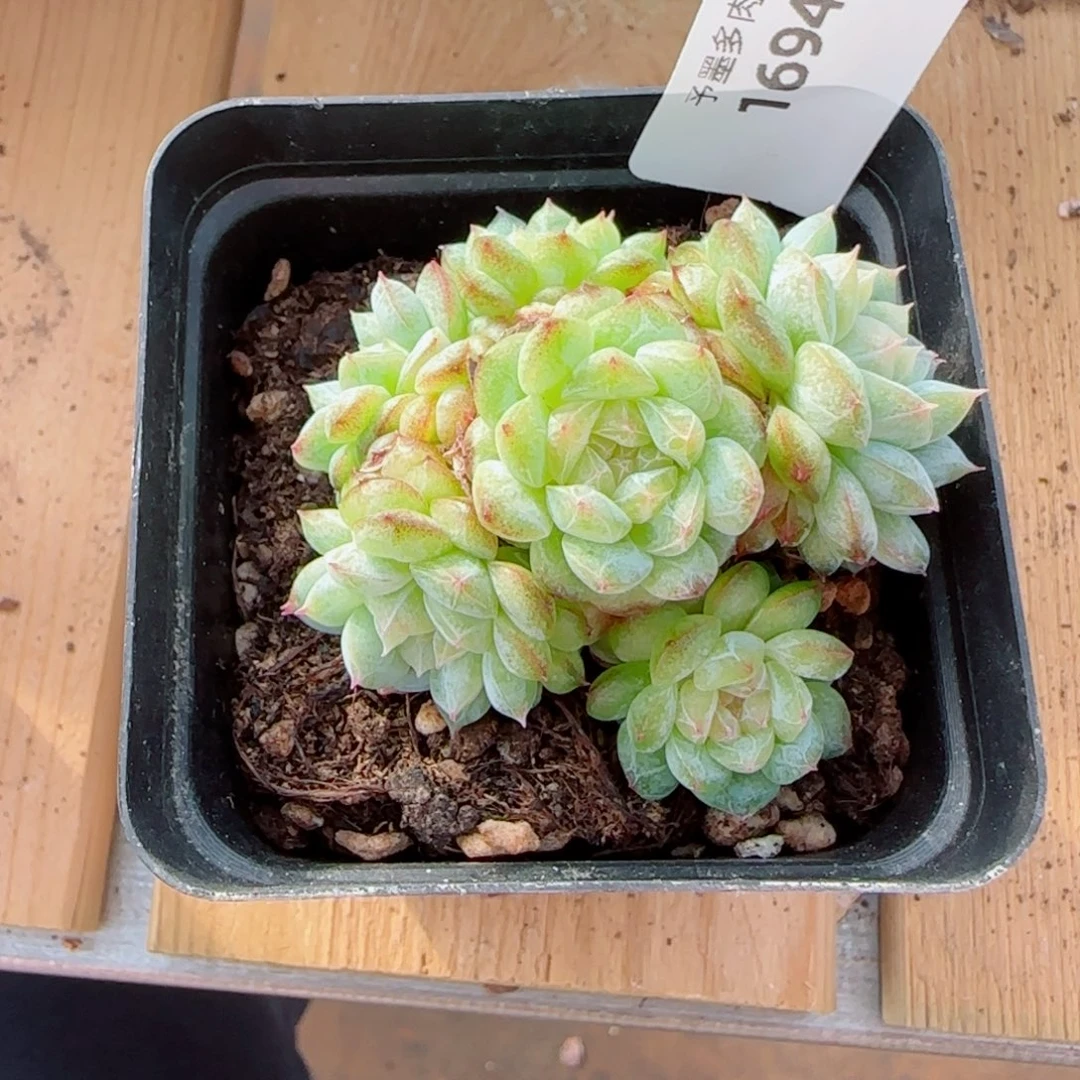 寒江雪手捧，1694多肉植物