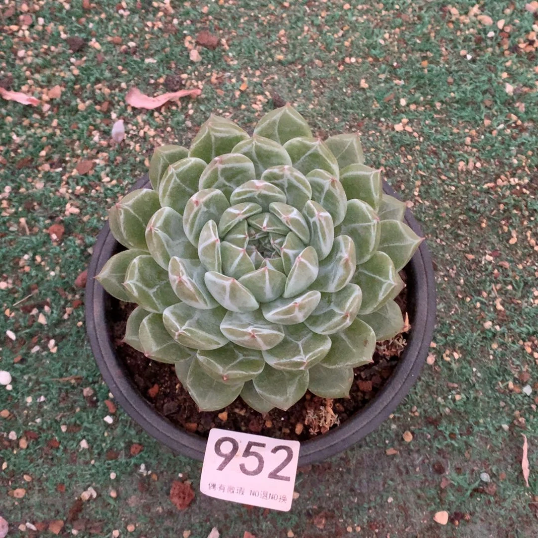 952雪花珍妮多肉植物