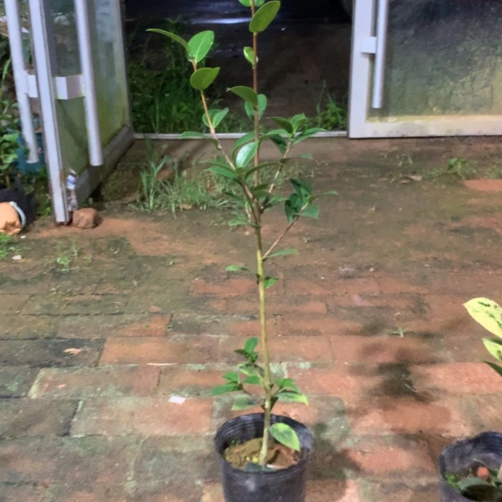 ❦***欣当前无花栽培后可以开花，斑水屋