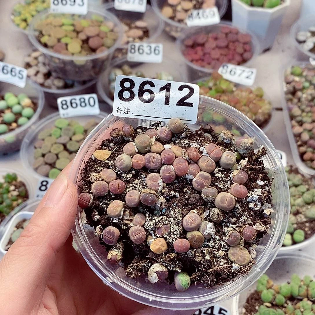 8612了咯哦粉好看就
