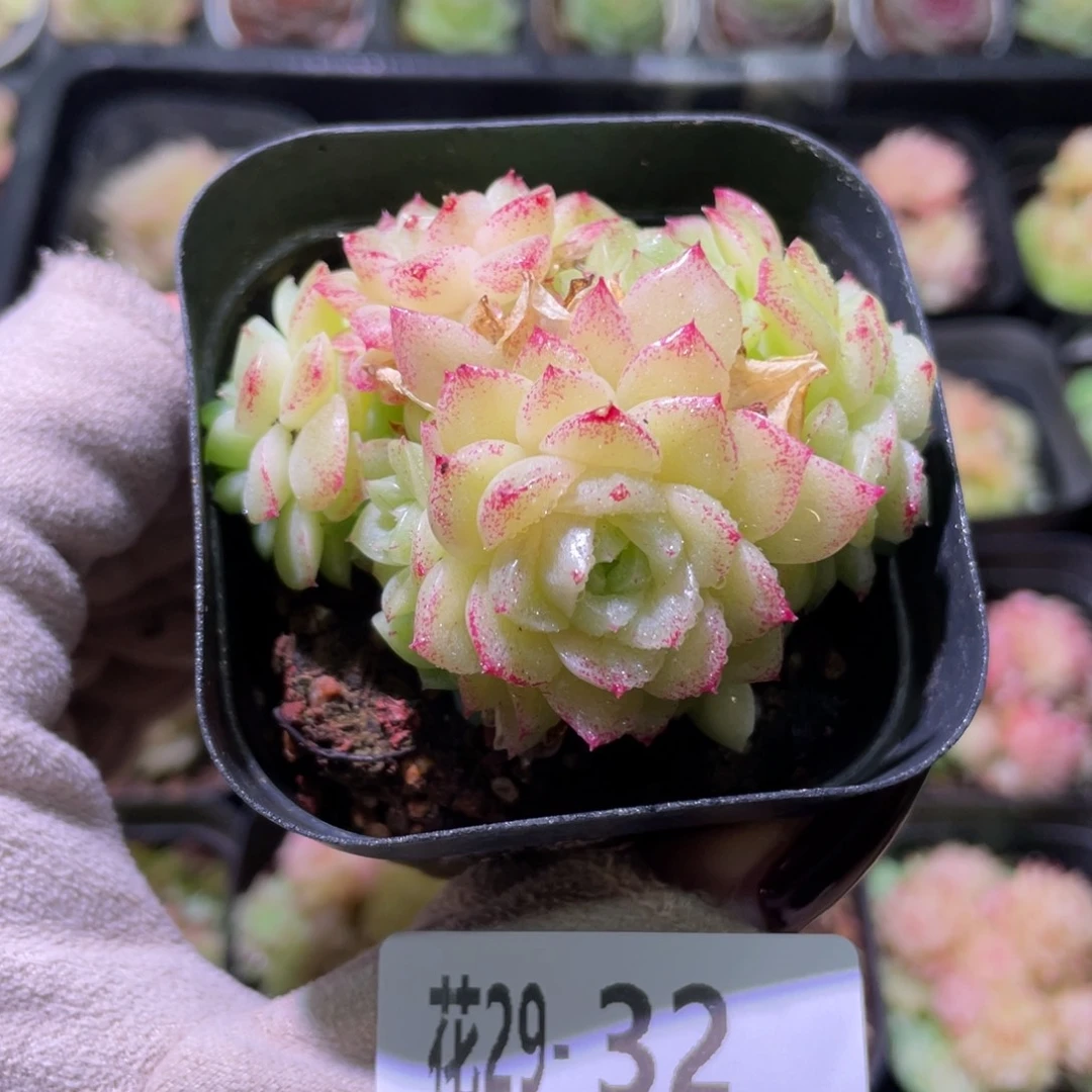 花利美29-32麦秆群