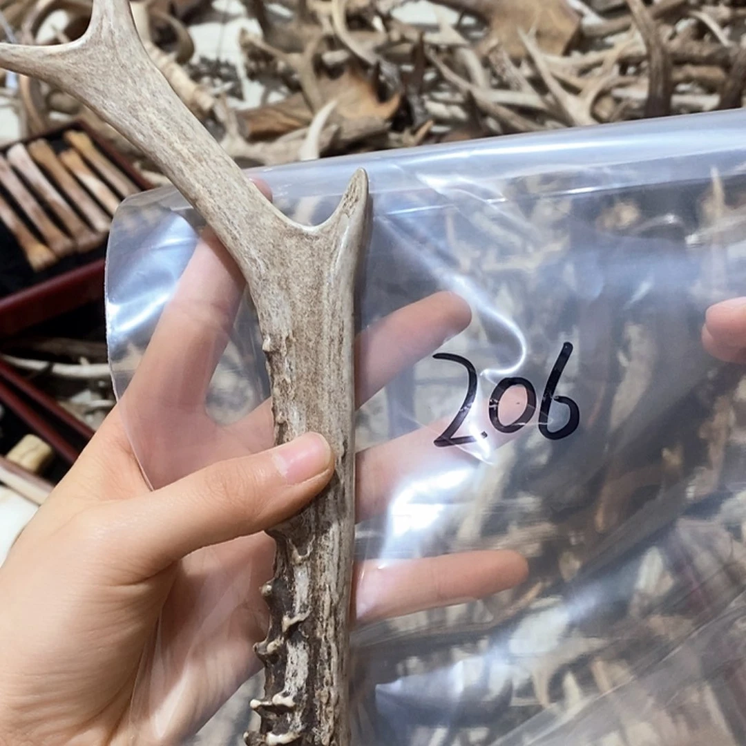 鹿角鹿角鹿角鹿角鹿角鹿角