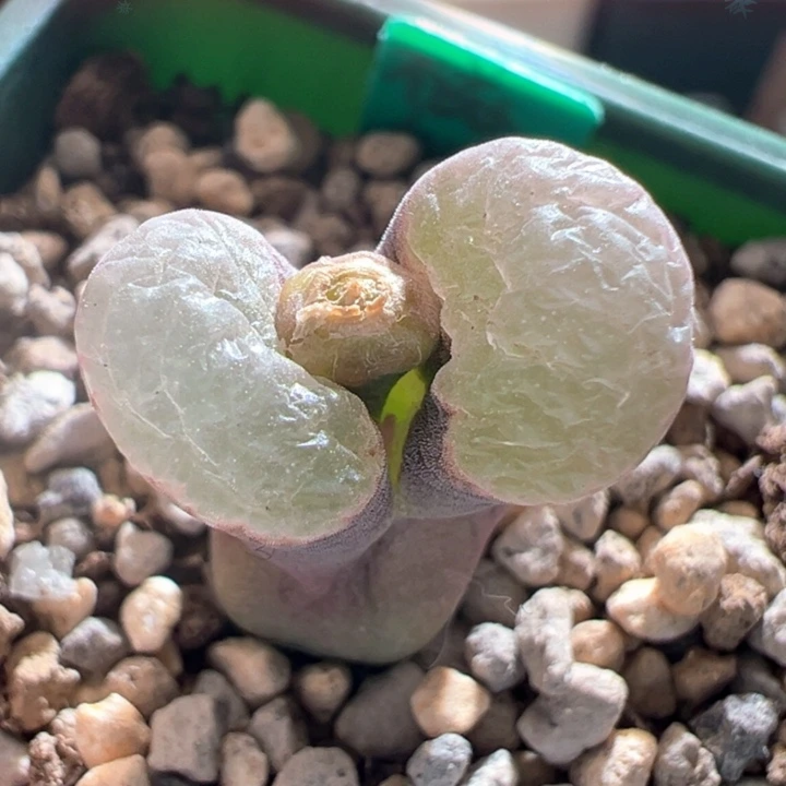 A924.  优选腰子窗紫体白窗磁铁。