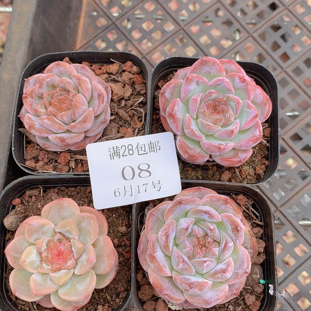 【闪购商品】云08号四颗