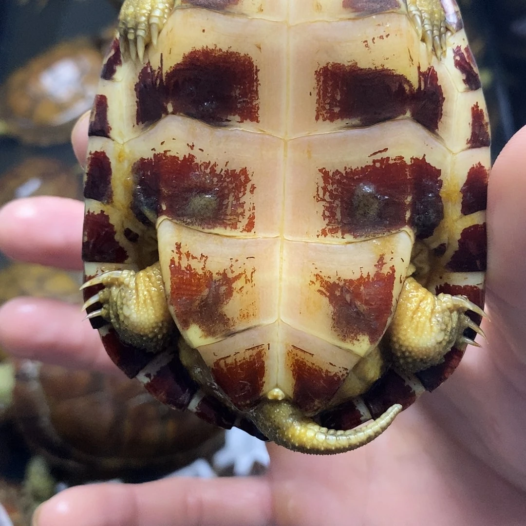 不分公母绿毛龟❤️****111111