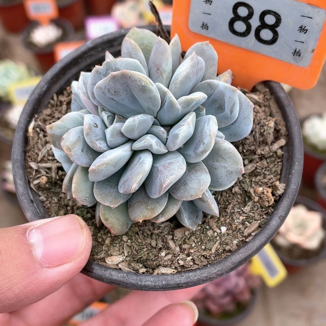 【闪购商品】88号的