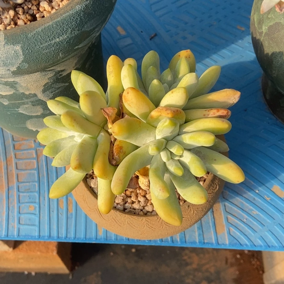 绿底黄拇指多肉植物